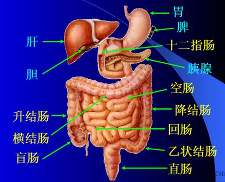 实质器官有哪些 属于内脏的实质器官有哪些